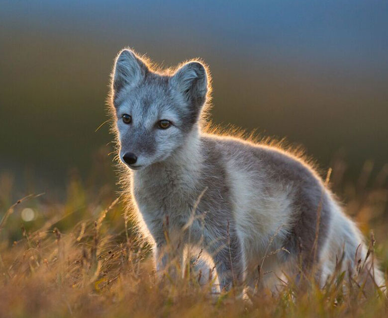 Alpine fox